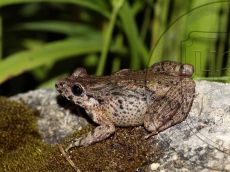 Крестовка-кавказская_самка